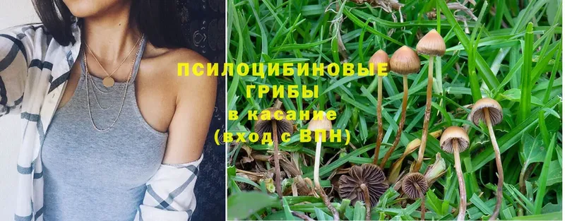 маркетплейс официальный сайт  Кимры  Псилоцибиновые грибы Cubensis 